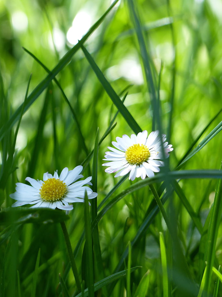white daisies in closeup photography