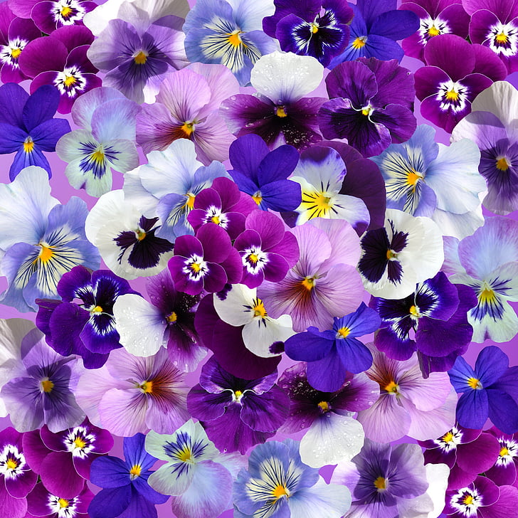 purple and white pansy flowers