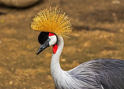 black-crowned crane