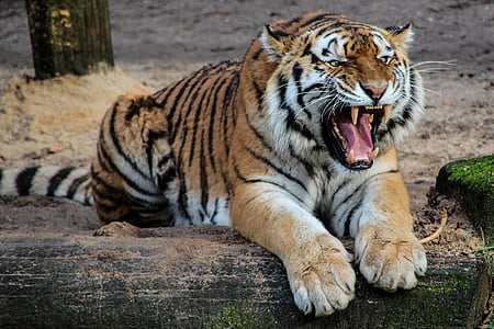 roaring tiger during daytime