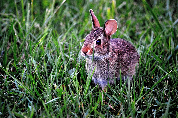 brown and white rabbit on green grass during daytime