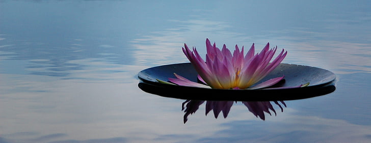 pink and green waterlily