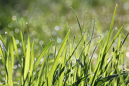 selective focus photography of green grasses with water dew