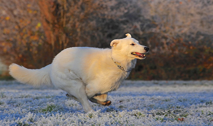 short-coated white dog running on green grass during daytime