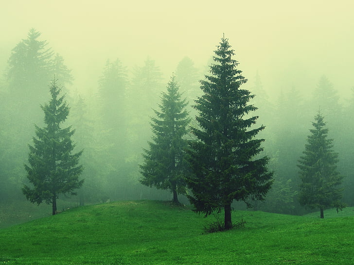 green leaf trees on foggy day