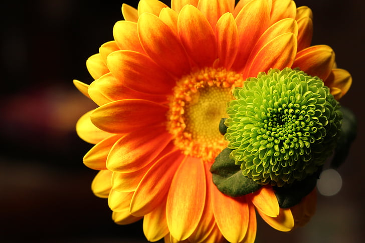 yellow sunflower flower close-up photo