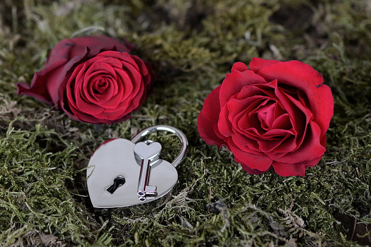 two red roses and stainless steel heart padlock