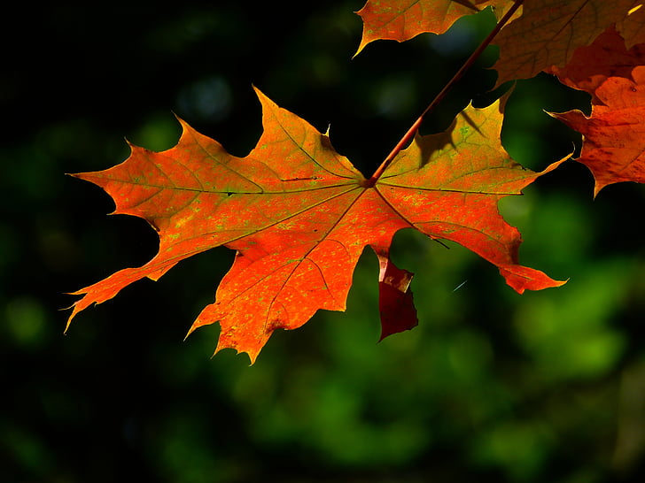 photo of orange leaf