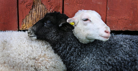 two black and white sheep
