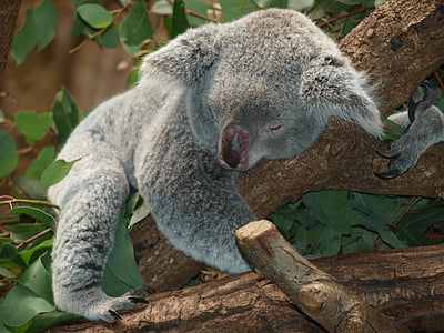 gray Koala bear on a tree