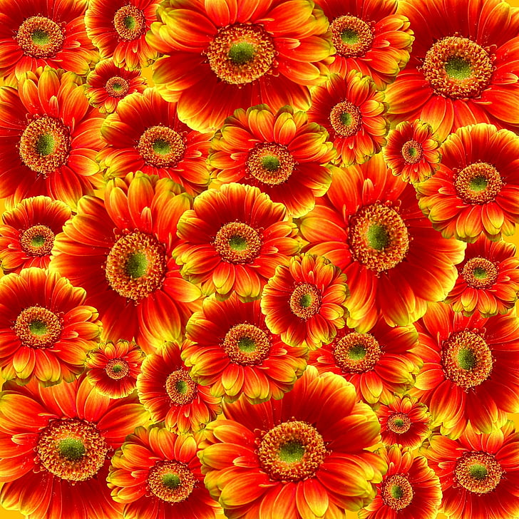 Royalty Free Photo Red And Yellow Flower Lot Pickpik