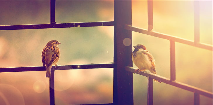 two small birds and sunlight