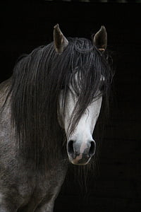black haired white horse