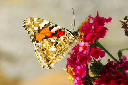 painted lady butterfly perched on pink petaled flower in selective focus photography