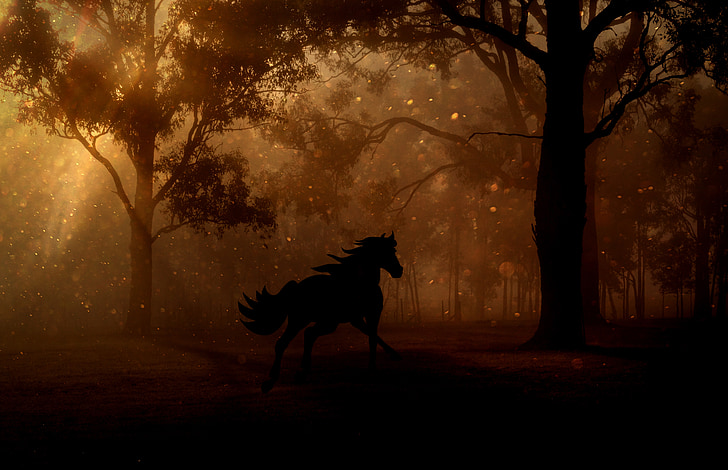 silhouette of horse on forest