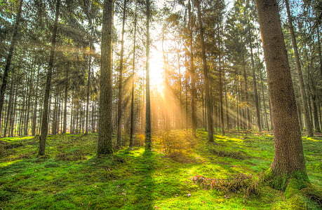 landscape photography of trees facing sun rays