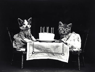 two cat near round cake grayscale photo