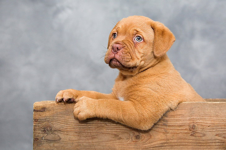 mahogany French mastiff puppy