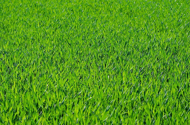 green grass fild