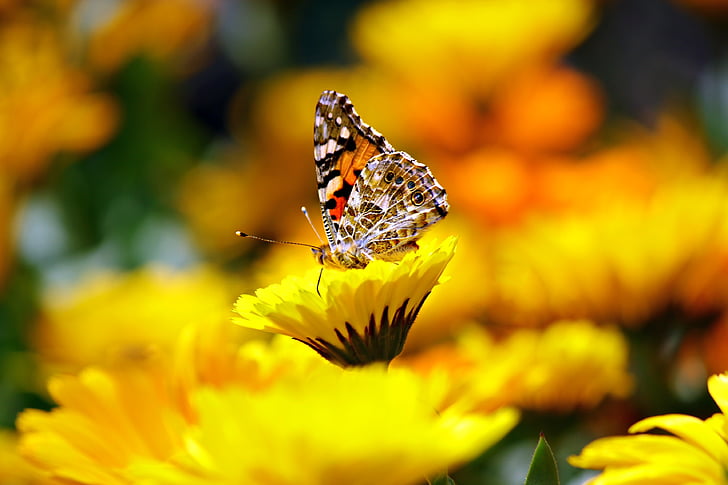 selective focus photography of butterfly on yellow petaled flower