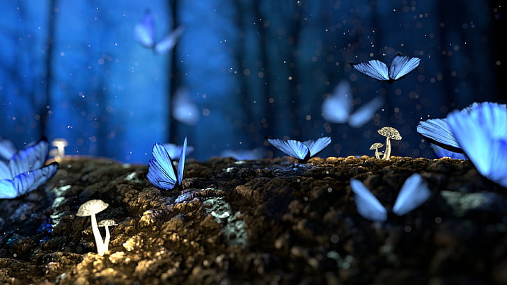 blue butterflies photo