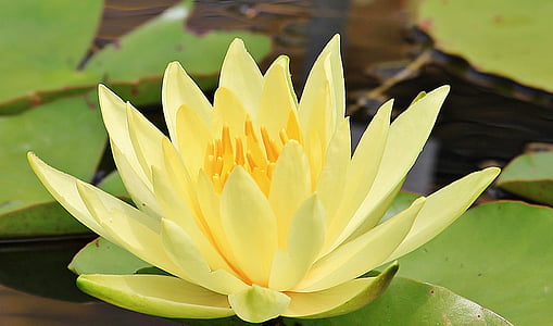 closeup photo of yellow water lily flower