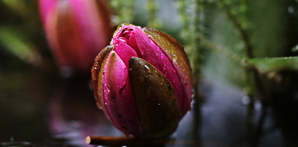 selective focus photography of pink lotus flower bud with water droplets