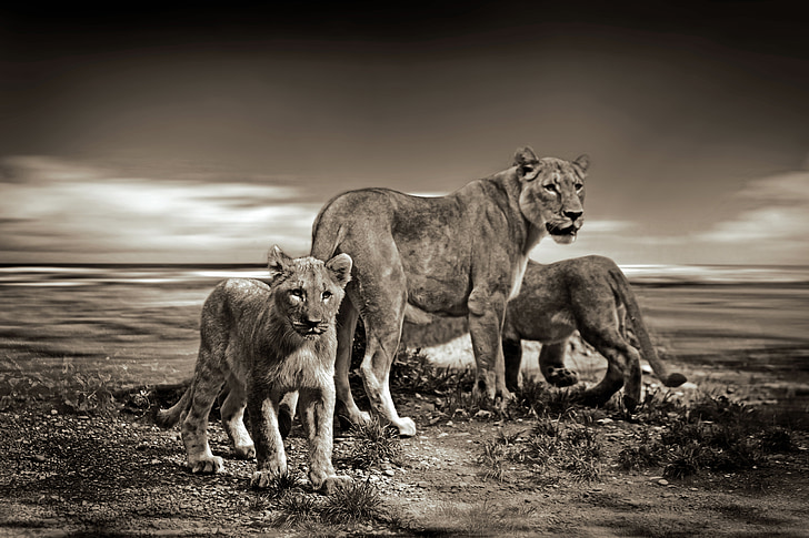 sepia photo of lioness and two cubs