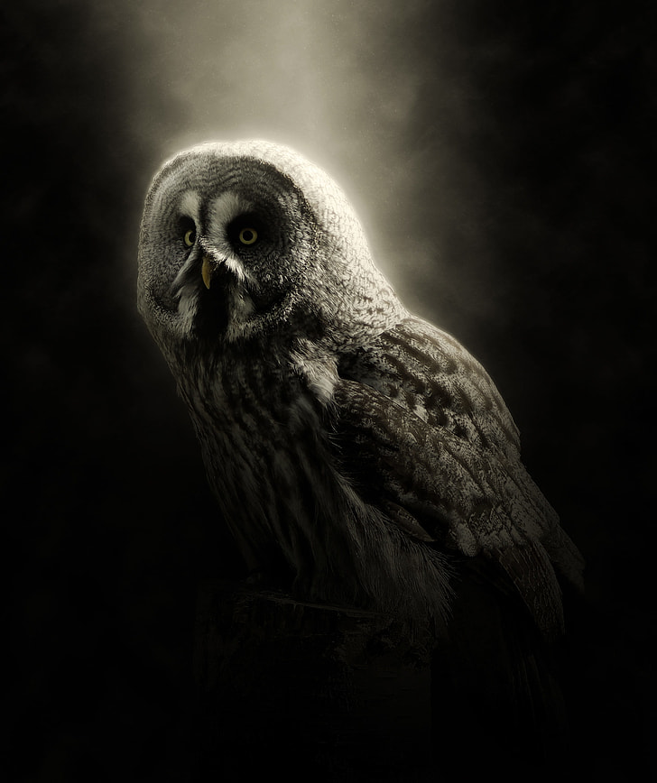 grey and black owl against black background