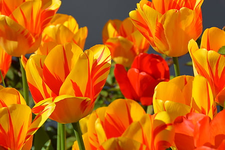 orange and red tulips flowers