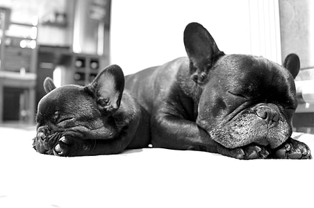 two black french bulldog puppies lying on white floor