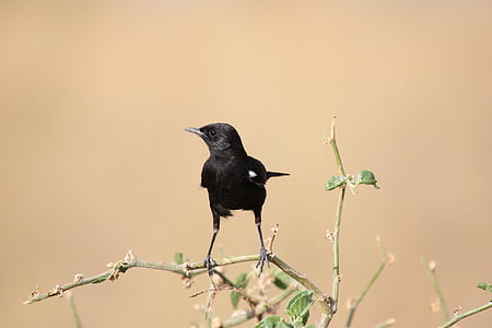 blackbird perched on branch