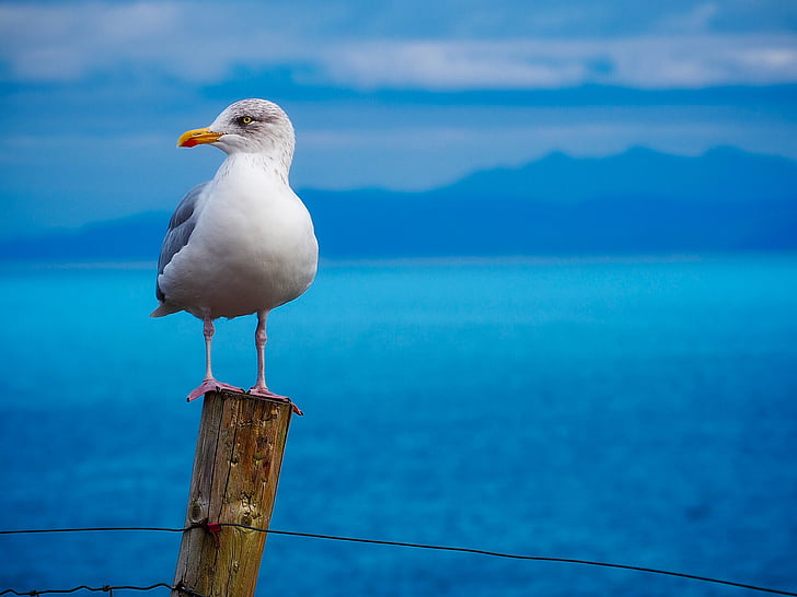 white seagull standing on brown wooden dock