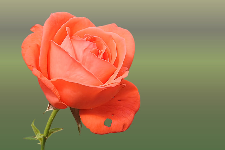 orange rose photo