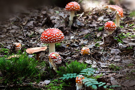 tilt-shift photograph of red mushroom
