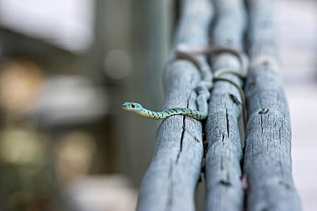 shallow focus photo of green and blue snake