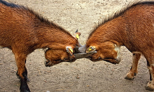 two brown goat head to head during daytime