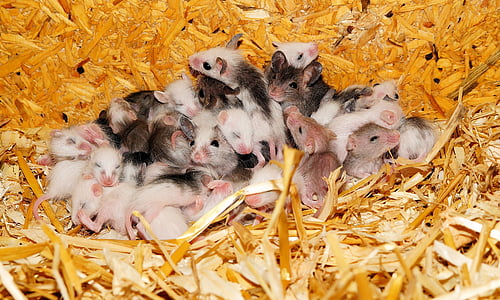 white and brown mice