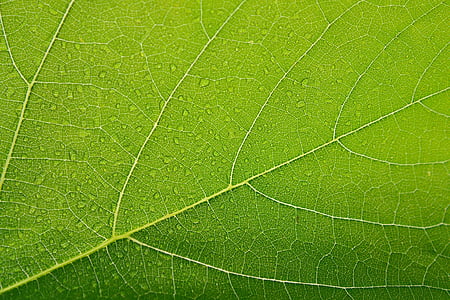 geren leaf in close-up photography