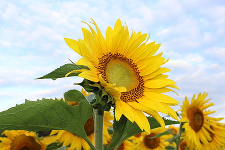 shallow focus photography of yellow sunflowers