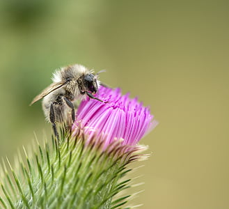 closeup photo of honey bee on pink petaled flower