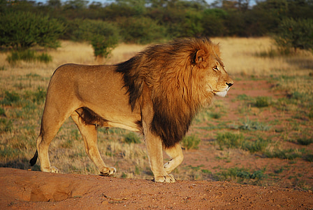 shallow focus photography of lion near green bush