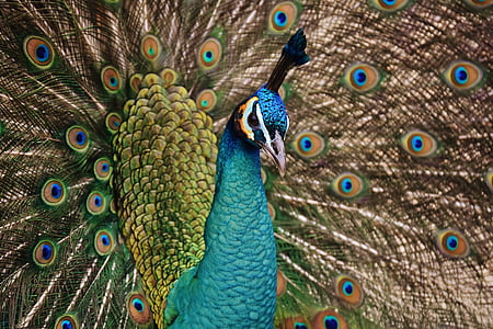 blue, green, and orange peacock
