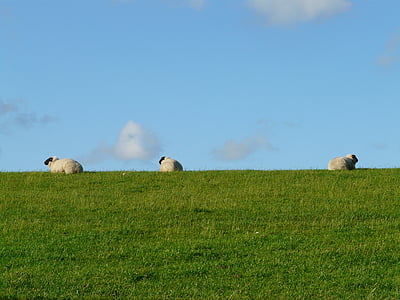 herd of sheep on green grass field