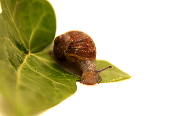 brown and black snail on green leaf plants