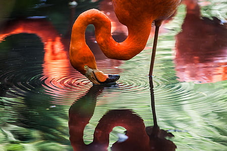 flamingo head down photo