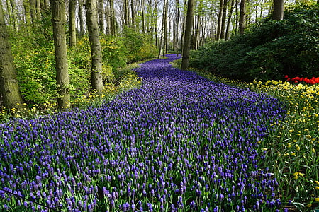 photography of violet flower field