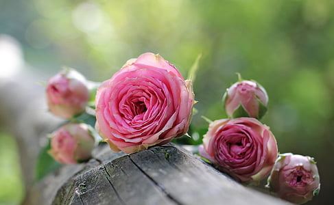 selective photography of a pink rose