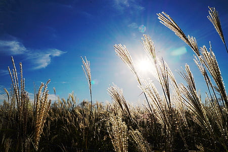 low angle photo of wheat field under blue sky during daytime