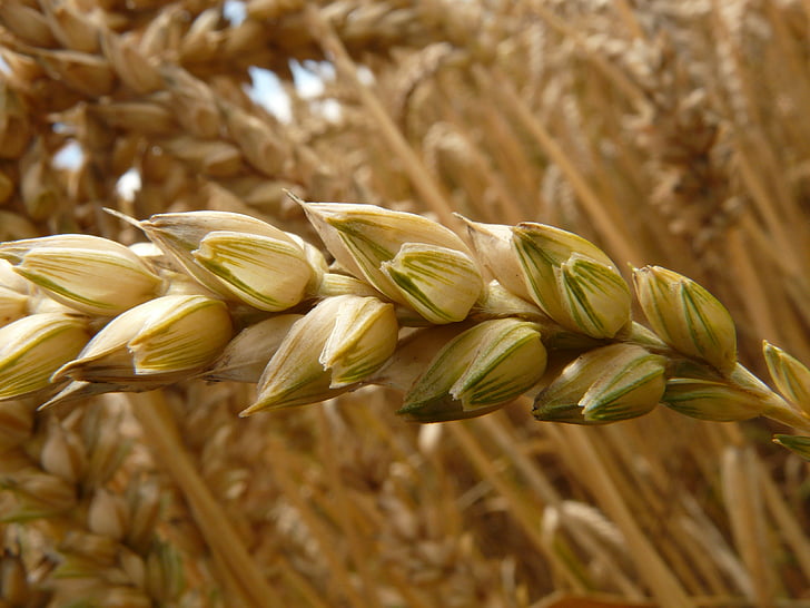 closeup photography of wheat grains